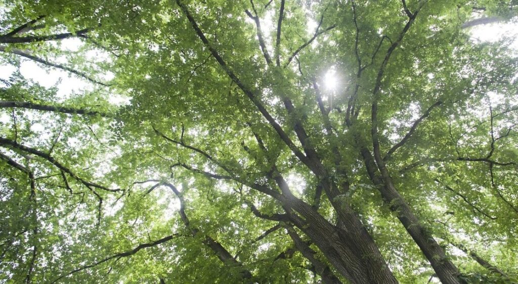 A picture of the leaves on a tree.